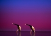Two dancers on a purple and blue background Two dancers on a purple and blue background
