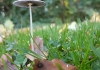 A tall, thin mushroom in grass and leaves A tall, thin mushroom in grass and leaves